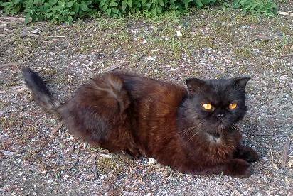 ag1