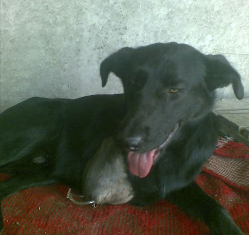 bruno
