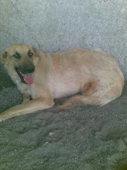 cema