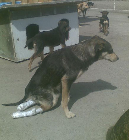 dog_istoria_2