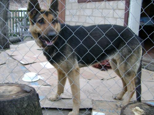dog_istoria_3
