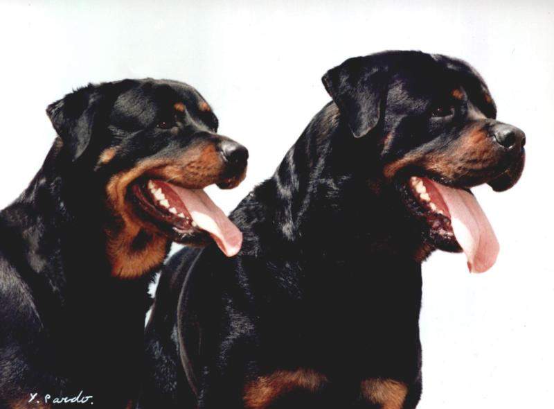 rott_1